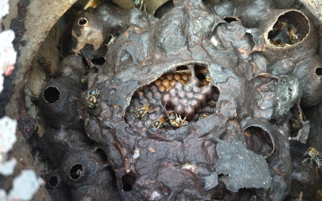 Abejas nativa estudiada en Santa Rosa de Maravilla