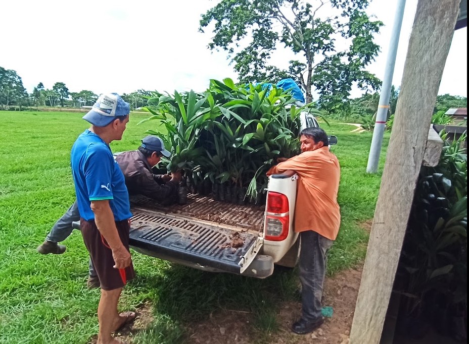 Entrega de plantines en calidad de donación a la Comunidad Santa Rosa de Maravilla